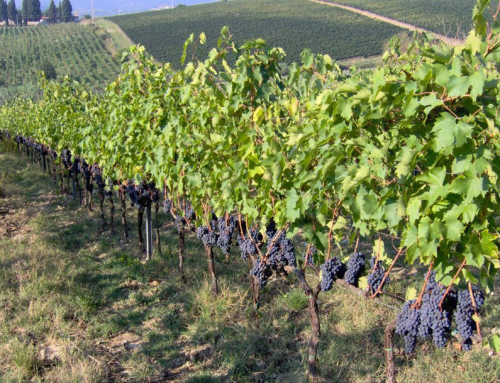 Decanter conferma l’eccellente qualità dei vini del progetto Terraelectae